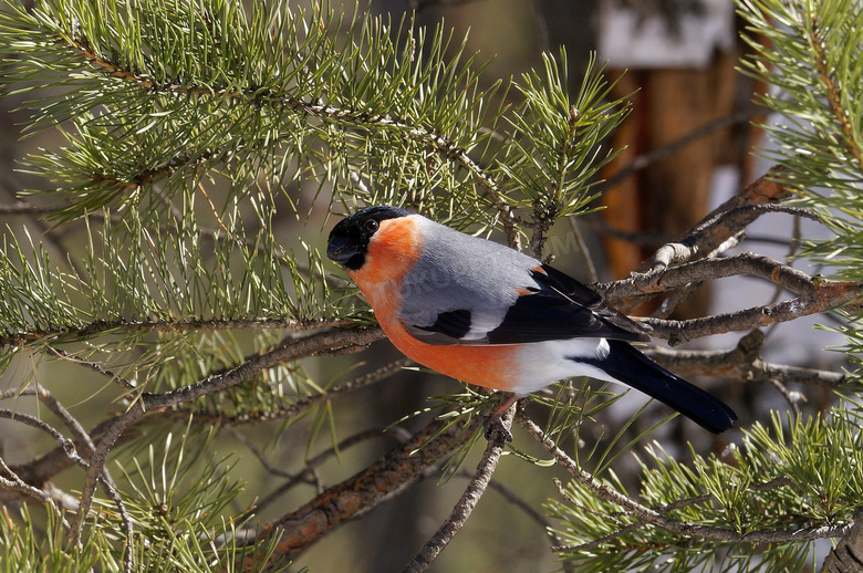 穿梭松树间的红腹灰雀摄影高清图片