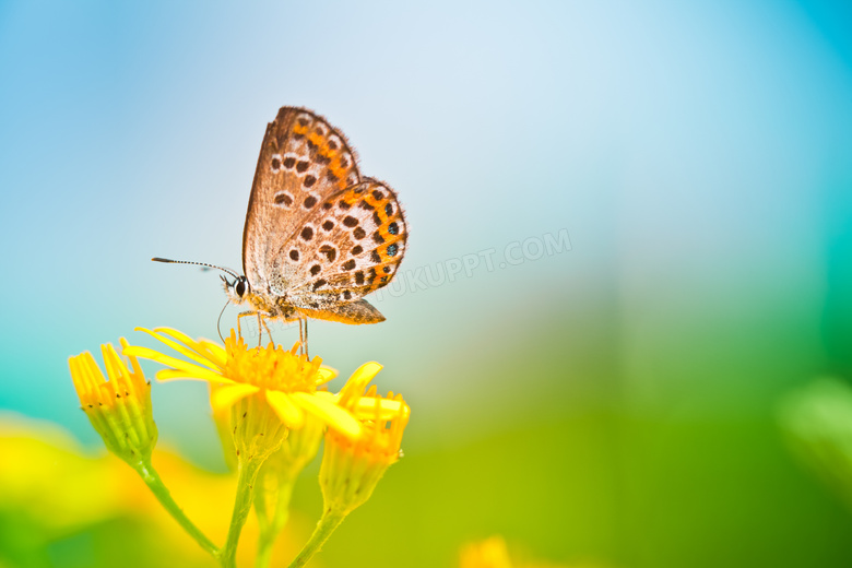 在黄色花上的蝴蝶特写摄影高清图片
