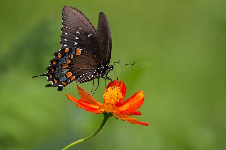 鲜花上的黑色蝴蝶特写摄影高清图片