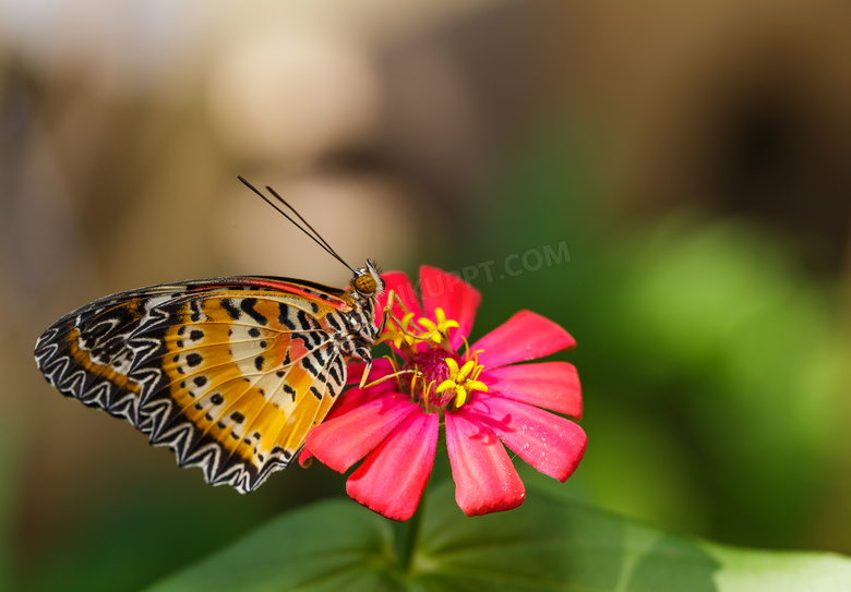 花朵上传授花粉的蝴蝶摄影高清图片