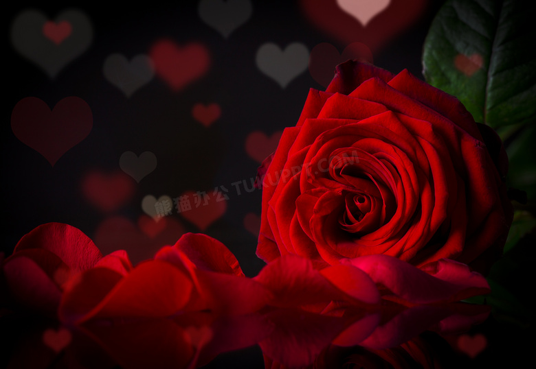 红色玫瑰花与心形光斑摄影高清图片
