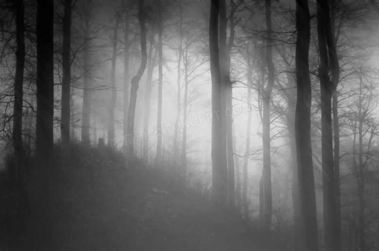 弥漫着浓雾的树林风光摄影高清图片
