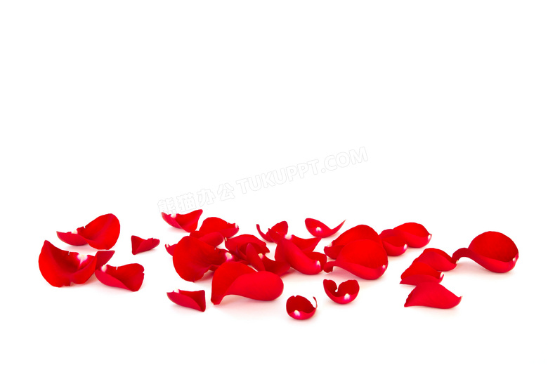 红色鲜艳花瓣近景特写摄影高清图片