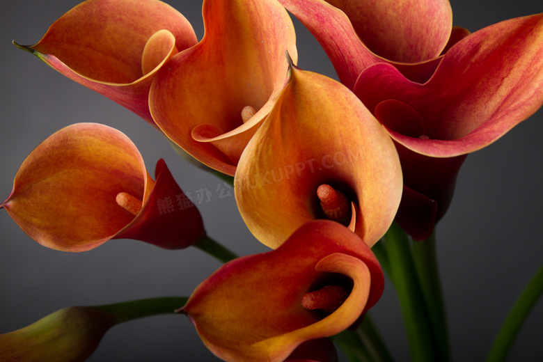 多年生花卉植物马蹄莲摄影高清图片