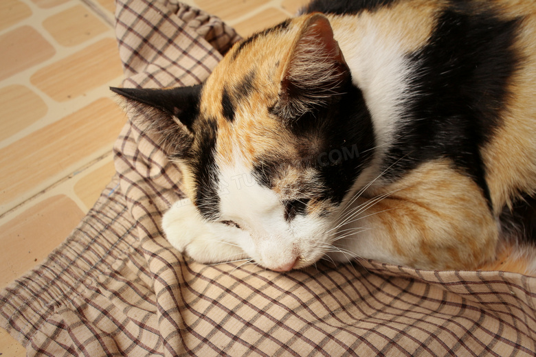 趴在衣服睡着的小花猫摄影高清图片