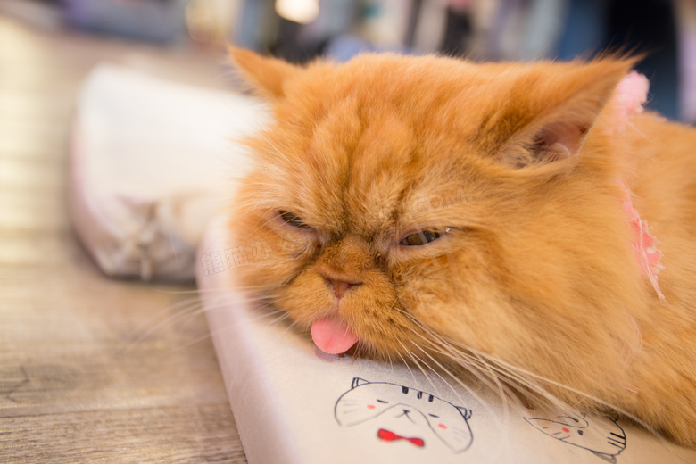 在吐着舌头的可爱小猫摄影高清图片