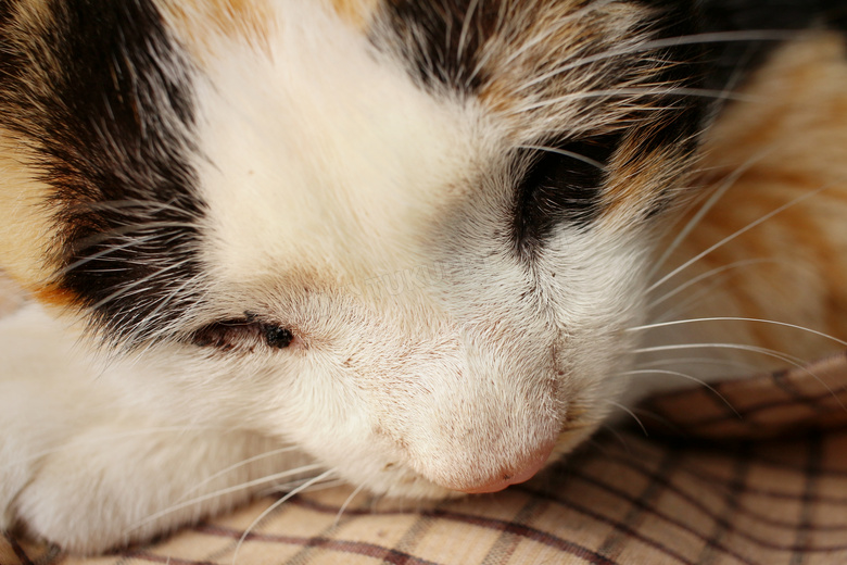 在熟睡的可爱猫咪特写摄影高清图片