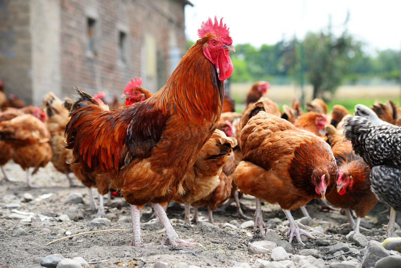 养鸡场里的公鸡与母鸡摄影高清图片