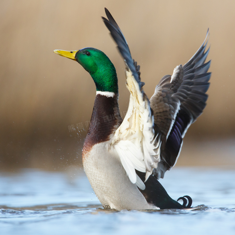 水面上扑棱翅膀的鸭子摄影高清图片