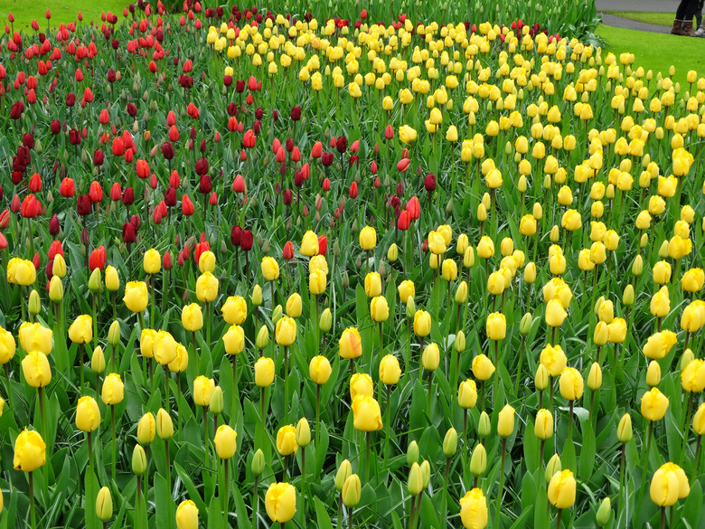 红色与黄色的郁金香花摄影高清图片