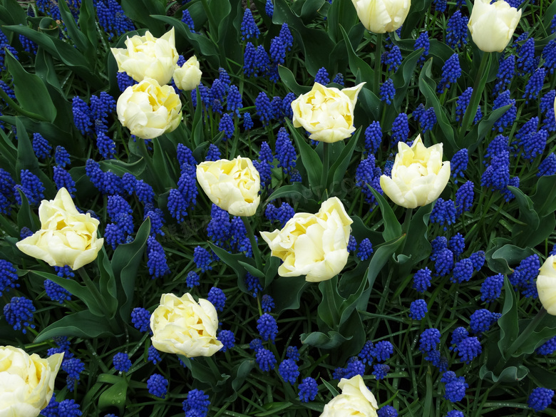 黄蓝相间的植物花朵等摄影高清图片
