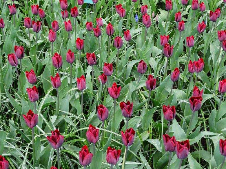 暗红色郁金香花卉植物摄影高清图片