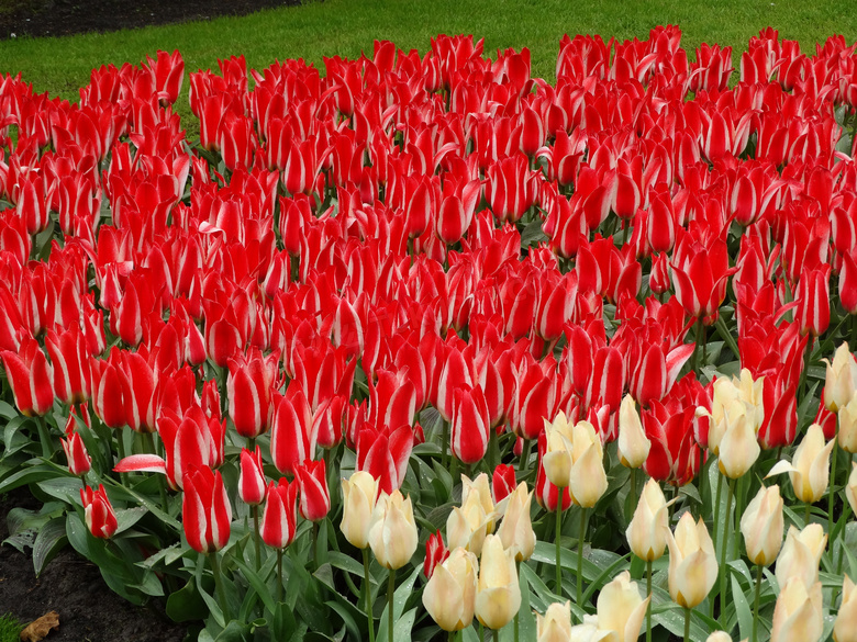 大片的红色的郁金香花摄影高清图片