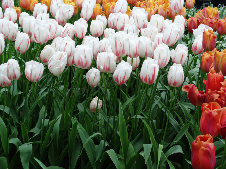 白色等鲜艳郁金香花卉摄影高清图片