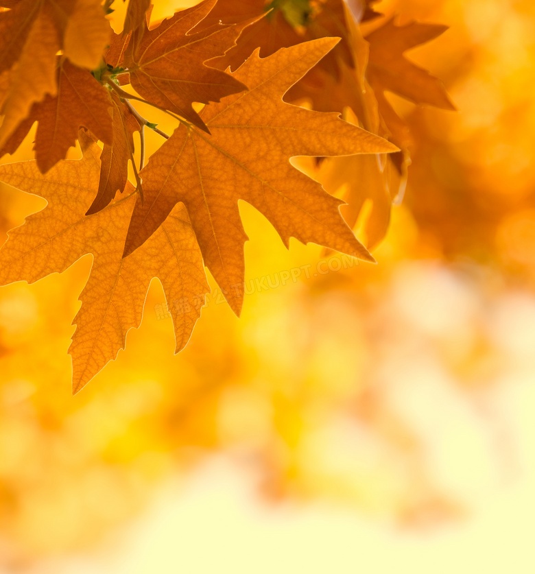 秋天枝头上的黄色树叶摄影高清图片