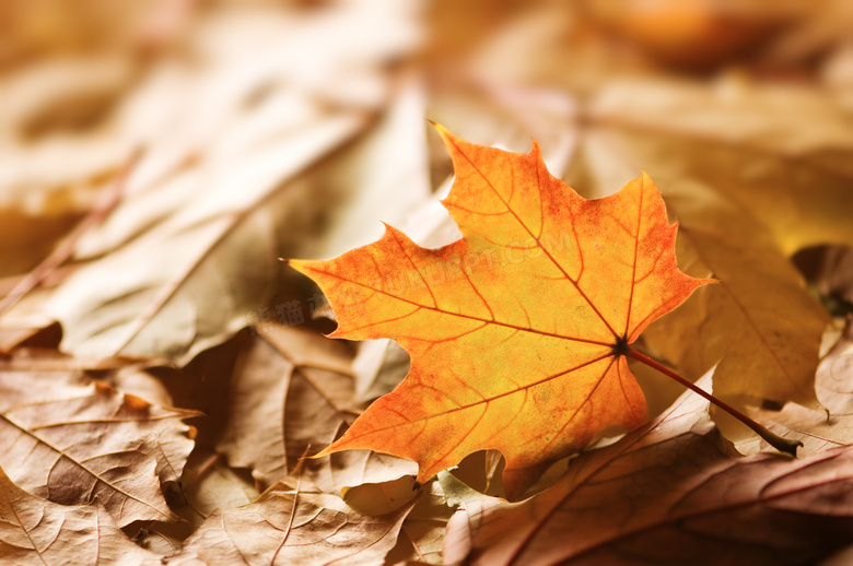 秋天在地上的落叶特写摄影高清图片