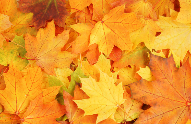 密集堆积着的秋天树叶摄影高清图片