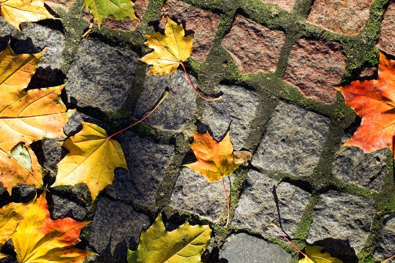 秋天飘落地面上的树叶摄影高清图片