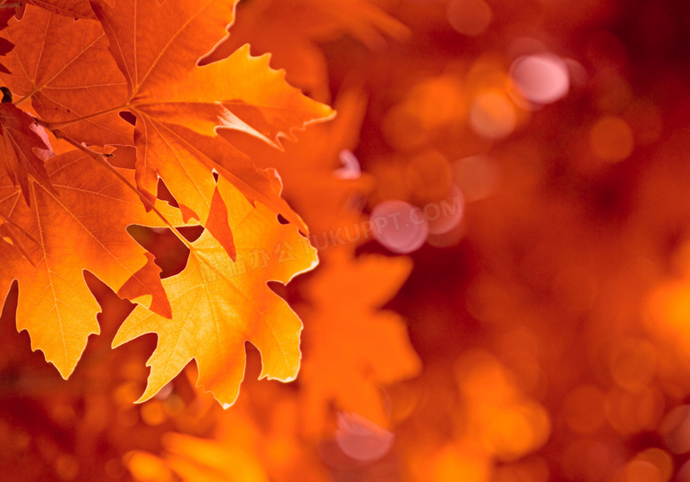 秋天树叶微距近景朦胧摄影高清图片
