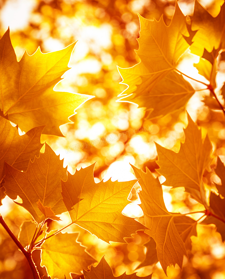透过树叶间的耀眼阳光摄影高清图片