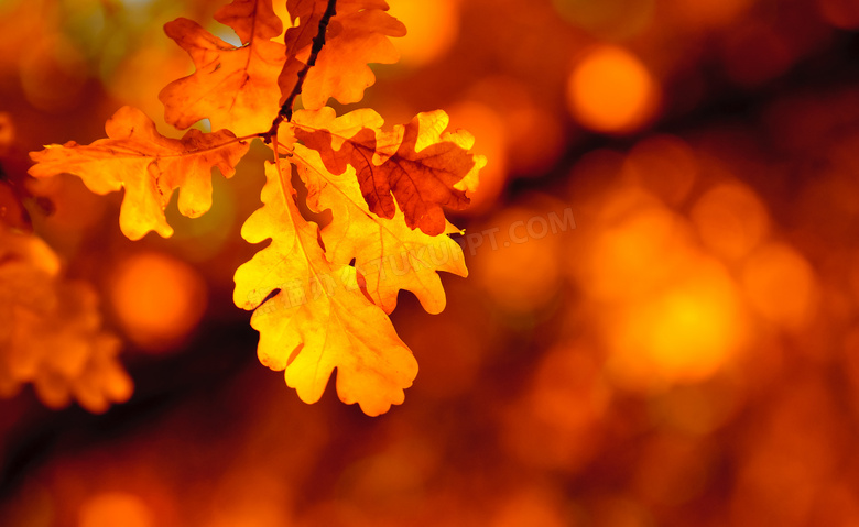 秋天树枝上的树叶逆光摄影高清图片