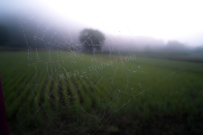 挂着水珠的蜘蛛网特写摄影高清图片