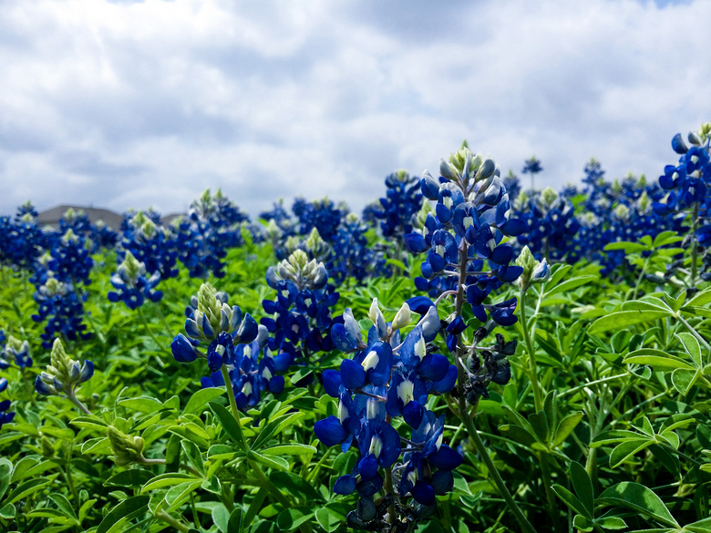 深蓝色的花卉植物特写摄影高清图片