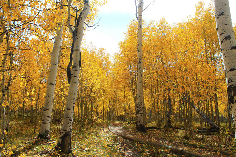 被秋色染黄的树林风景摄影高清图片