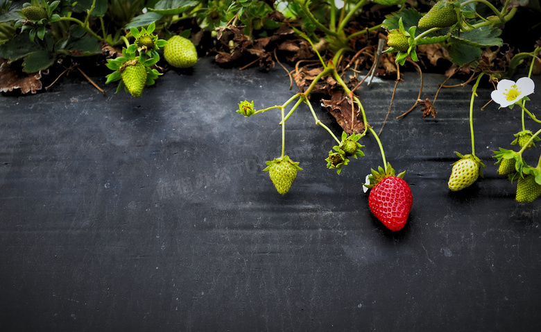 藤蔓上生长的草莓植物摄影高清图片
