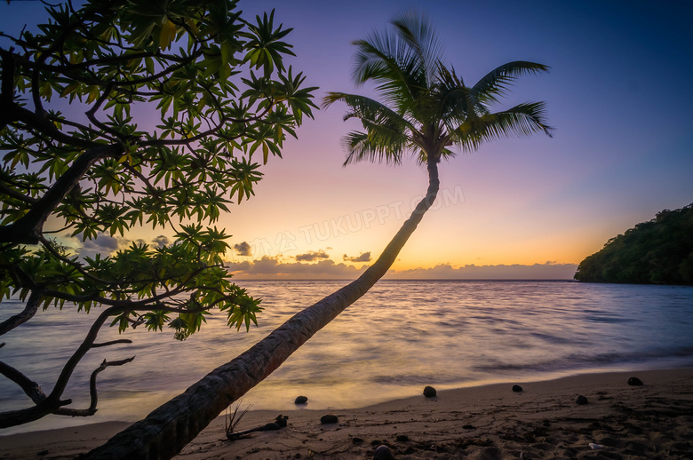 大海风景与海边的椰树摄影高清图片