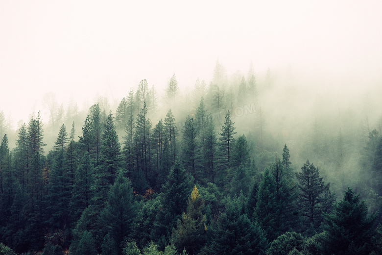 雾气笼罩中的苍翠树林摄影高清图片