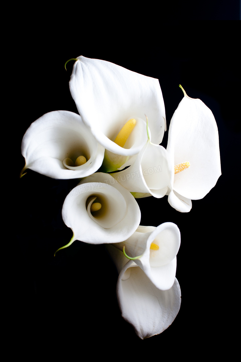白色的马蹄莲花朵特写摄影高清图片