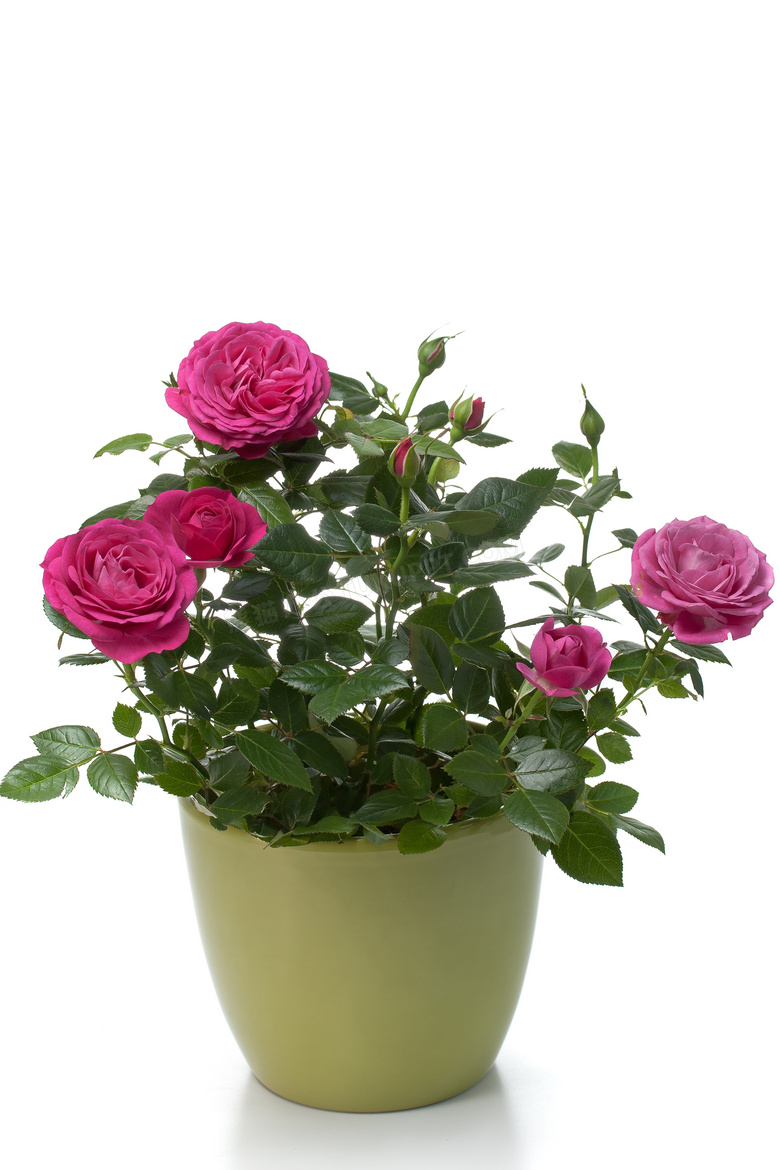 花盆里的玫瑰花卉植物摄影高清图片