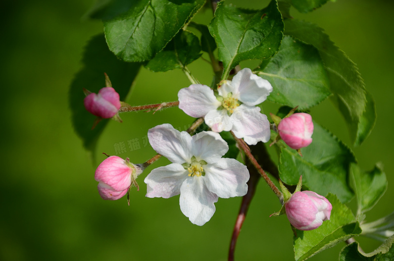 苹果树开出的鲜花微距摄影高清图片