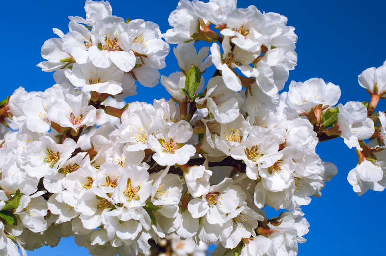 蓝天与盛开的白色鲜花摄影高清图片
