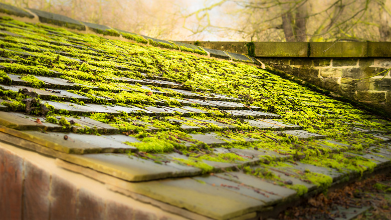 满是青苔植物的房屋顶摄影高清图片