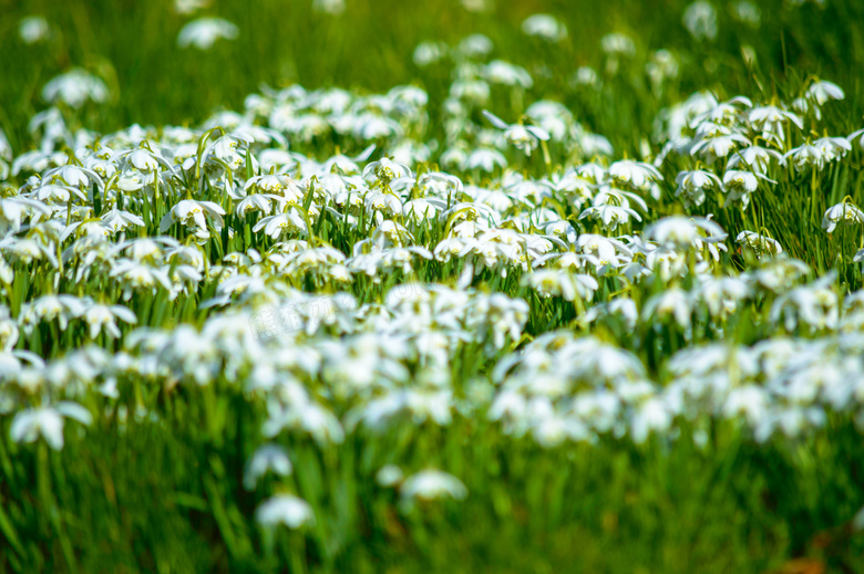 春天里盛开的白色花卉植物高清图片
