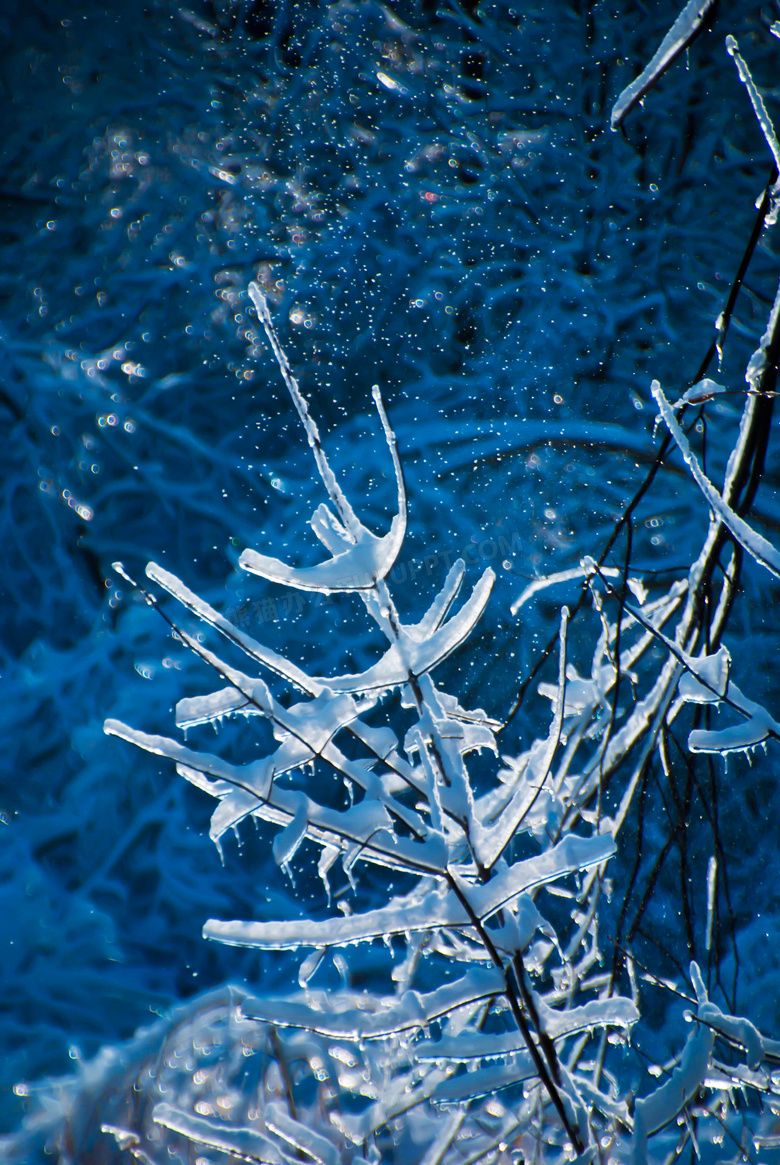 挂着冰雪的树枝等近景特写高清图片