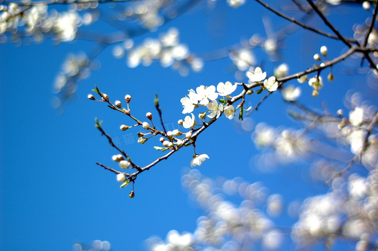 以蓝天为背景的鲜花树枝等高清图片