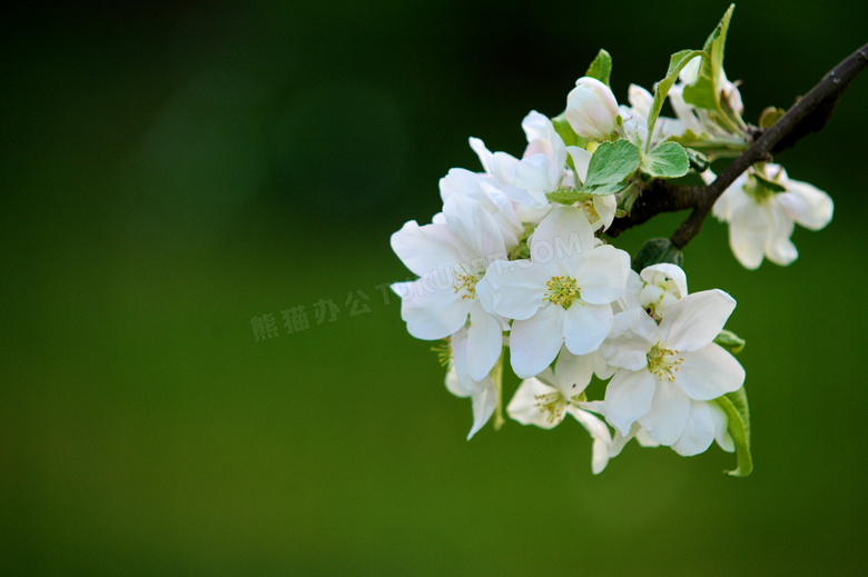 绿色背景前的白色花朵摄影高清图片