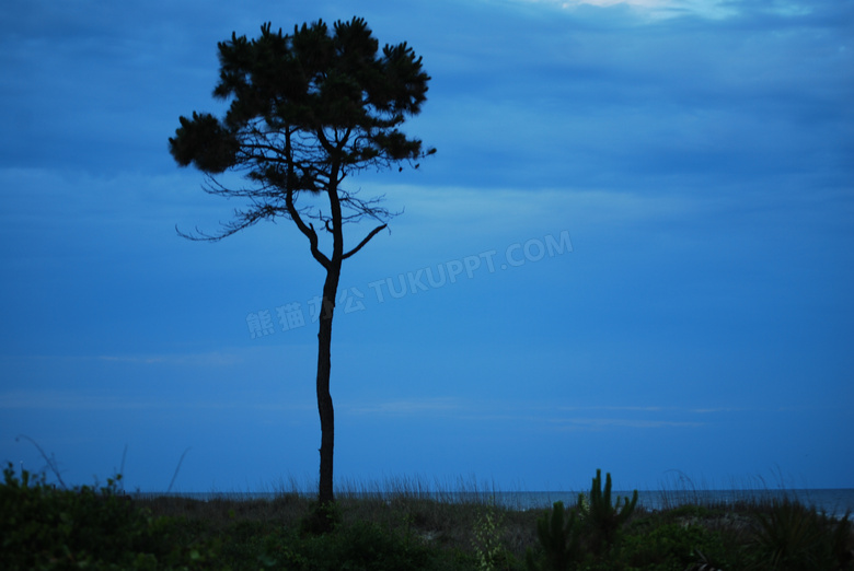 蓝天与旷野上的一棵树摄影高清图片