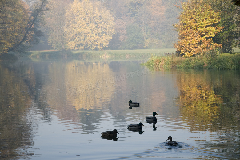畅游在湖水中的小鸭子摄影高清图片