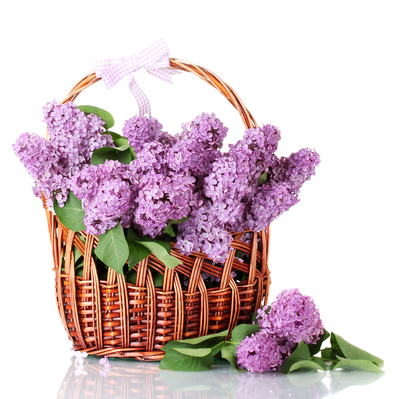 放篮子里的紫丁香鲜花摄影高清图片