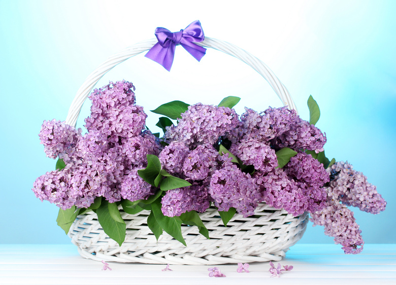 花篮里的紫丁香花朵等摄影高清图片