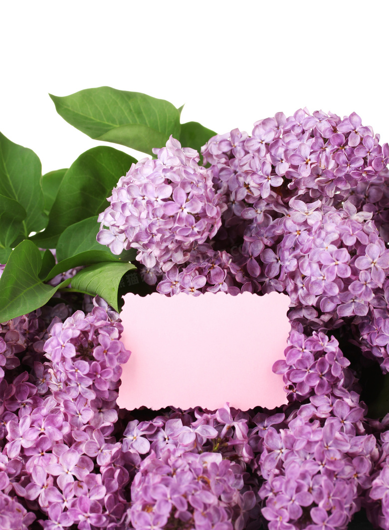 绿叶与紫色丁香花边框摄影高清图片