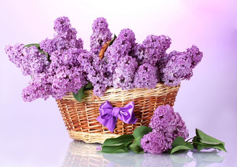 装满篮子的紫色丁香花摄影高清图片