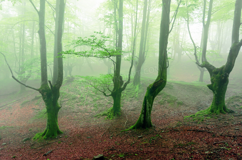 人迹罕至的迷雾小树林摄影高清图片