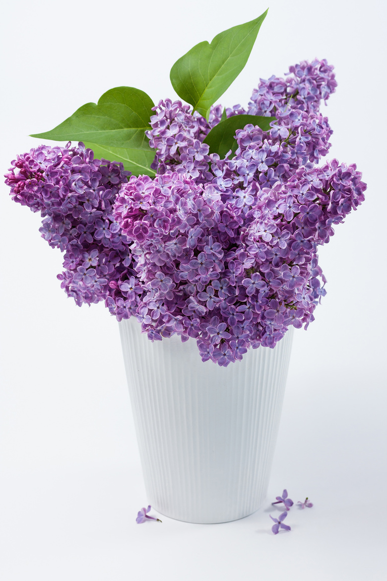 带着绿叶的紫色丁香花摄影高清图片