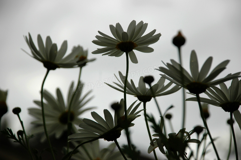 白色花与灰蒙蒙的天空摄影高清图片