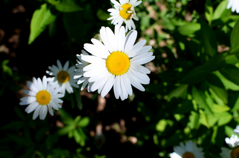 美丽的白菊花近景摄影图片